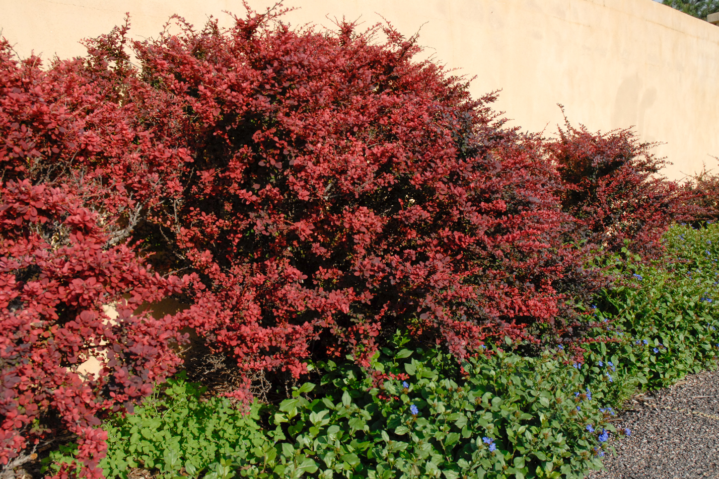 Rose Glow Japanese Barberry